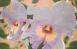Орхидея (70х50) 