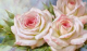 Бело-розовые розы 2 